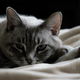 Illustration for article titled A Common Household Chemical May Cause Thyroid Problems for Cats